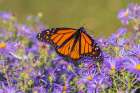 Monarch on Frikarts Aster-Marion County-Illinois Art Print